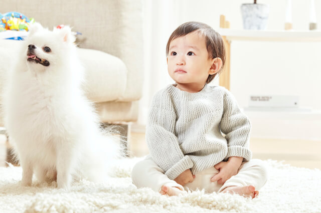 いぬとねこの保険(日本ペット少額短期)/おすすめ保険の口コミ・評判のサムネイル画像